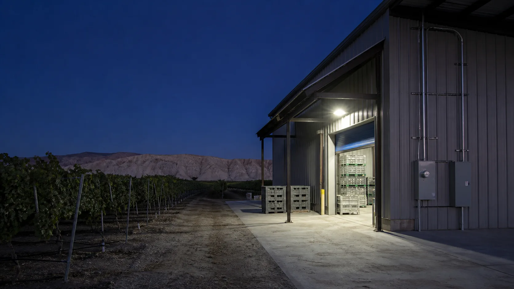 Coachella grape vineyard at deep blue hour beside a brightly lit packing shed and three-phase electrical service